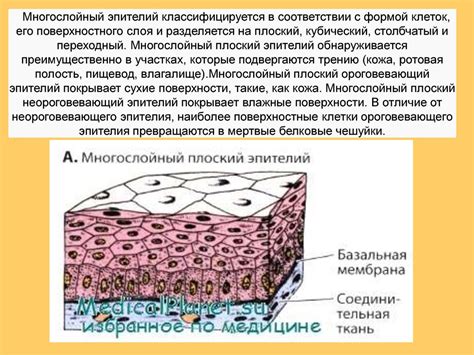 Специализация органов в составе анатомической пары