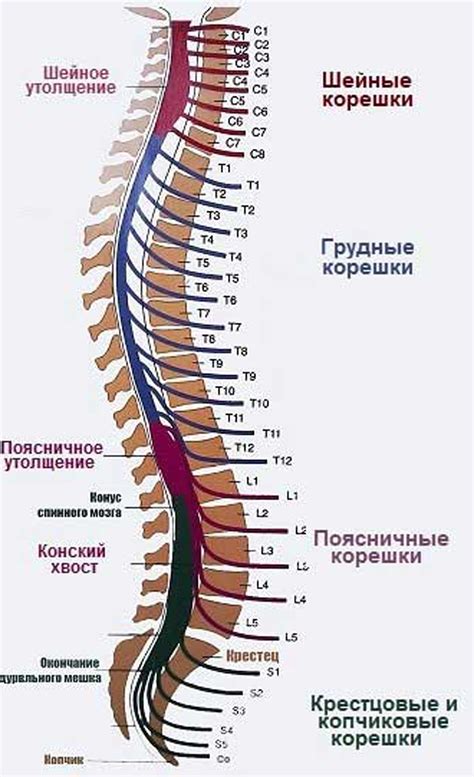 Специфика анатомии позвоночника