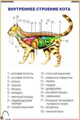 Специфика кошачьей анатомии