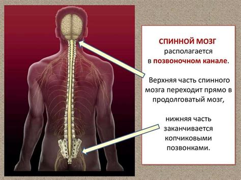 Спинной мозг интактный: разъяснение и последствия для человеческого организма