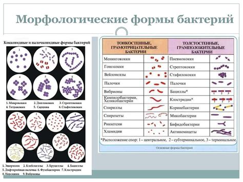 Способы изучения вегетативной формы микроорганизмов