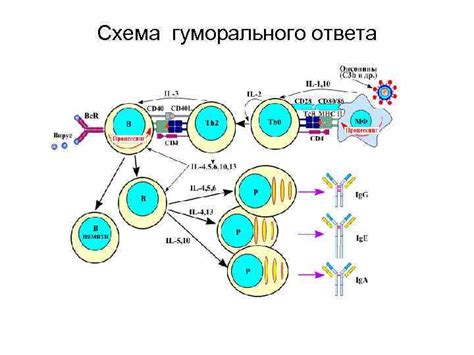 Способы поддержания гуморального ответа