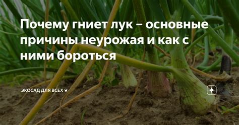 Способы предотвращения гниения лука на грядке