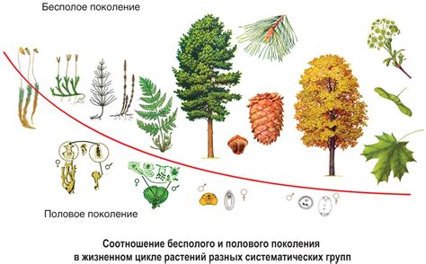 Способы размножения и роста мха у хвойных растений