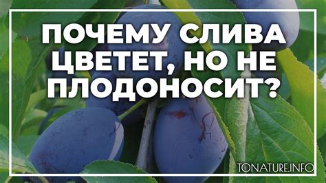 Способы решения проблемы неплодоношения сливы осенью