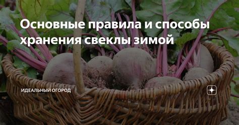 Способы хранения и переработки свеклы сахарной