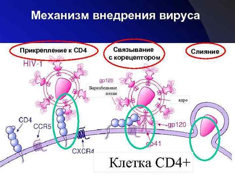 Способ 1: ВИЧ-инфекция и иммунная система