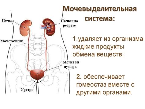 Справиться с проблемами мочеполовой системы у мужчин