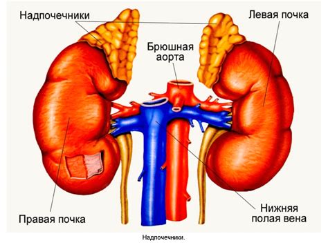 Спящие почки: понятие и роль