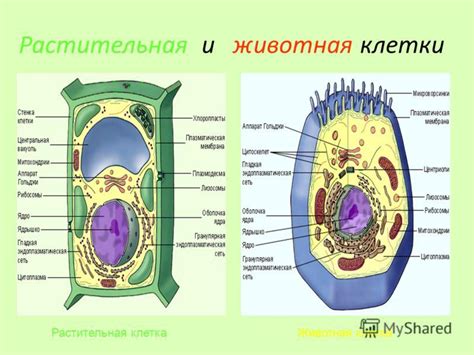 Сравнение асимметричных и симметричных животных: