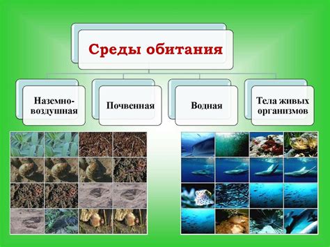 Среда обитания 5 класс: основные понятия и значение