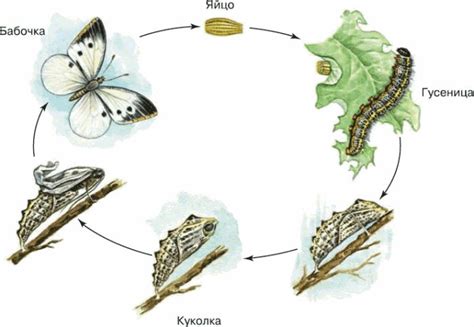 Стадии развития метаморфоз