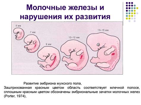 Стадии развития молочных желез