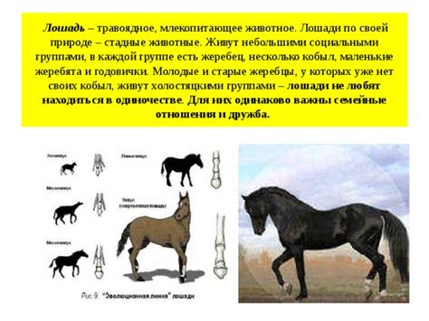 Стадные животные: сущность и характерное поведение