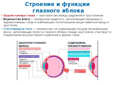 Стекловидное тело, прозрачная жидкость, заполняющая полость глаза