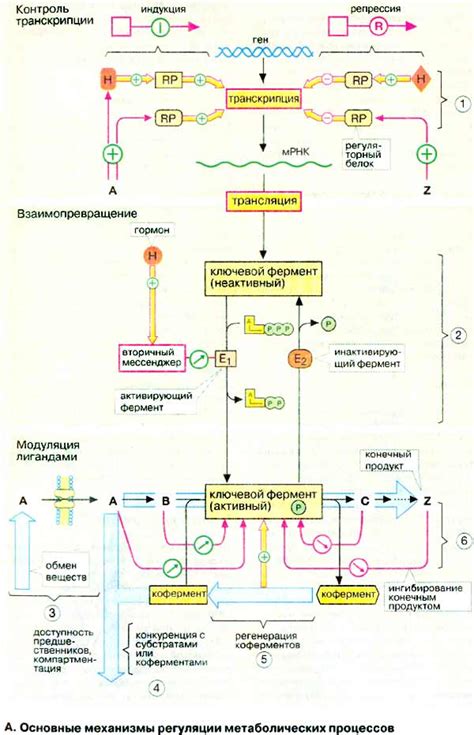 Стимулирование метаболических процессов