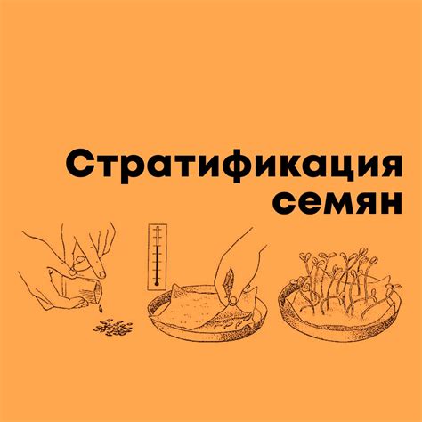 Стратификация семян: смысл и значение