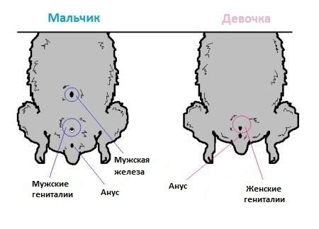 Стрессовые ситуации и тряска головы у щенка