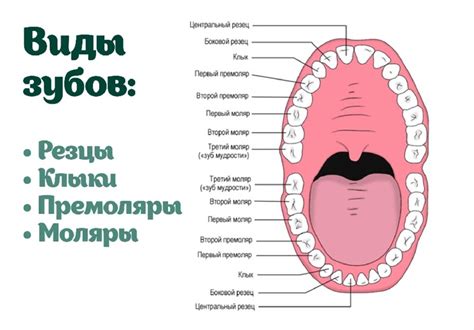 Стресс и тревога: роль в сновидениях о потере зубов у женщин