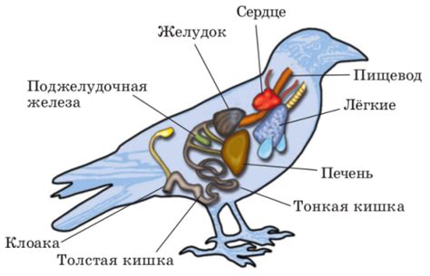 Строение и устройство органов птиц