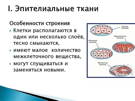 Строение и функции клеток плоского эпителия