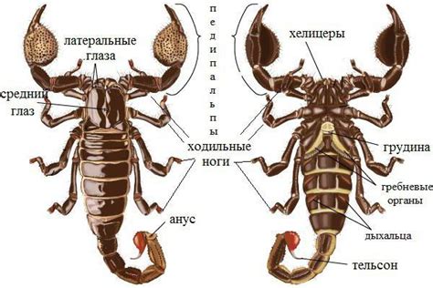 Строение и функции клешни у открытого скорпиона