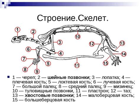 Строение пластрона у черепахи