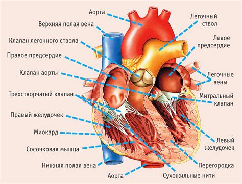 Строение сердца: главные составляющие