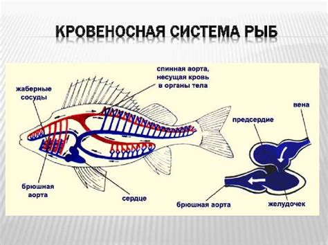 Строение тела и органов у хордовых рыб