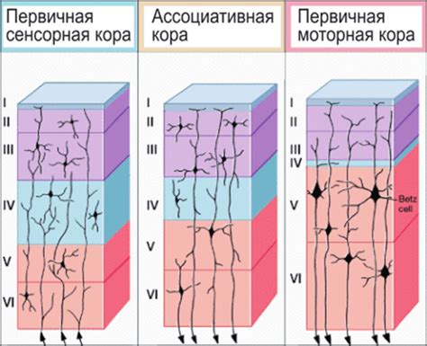 Структура ассоциативной коры