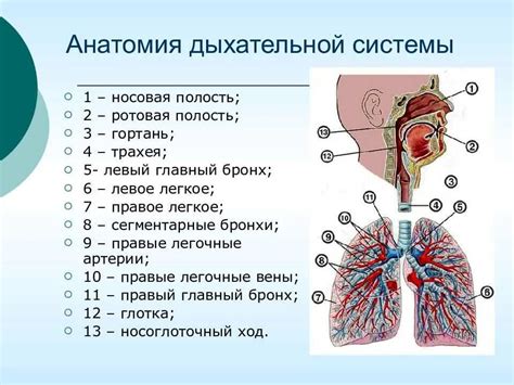 Структура и анатомия периферических отделов легких