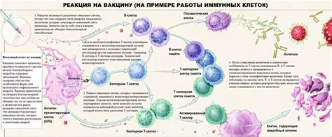 Структура и особенности клеток памяти