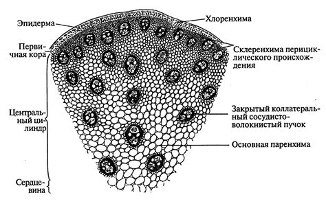 Структура и особенности стебля растений