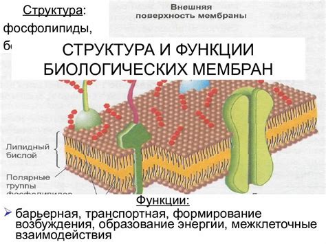 Структура и состав органоидов одной мембраны