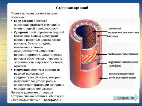 Структура и функции коллатеральной артерии