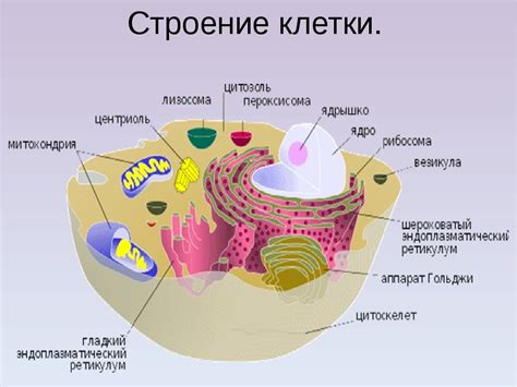 Структура клеток мишени