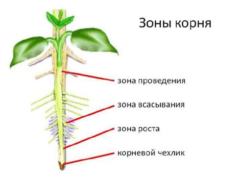 Структура корня правого легкого: его значение в организме