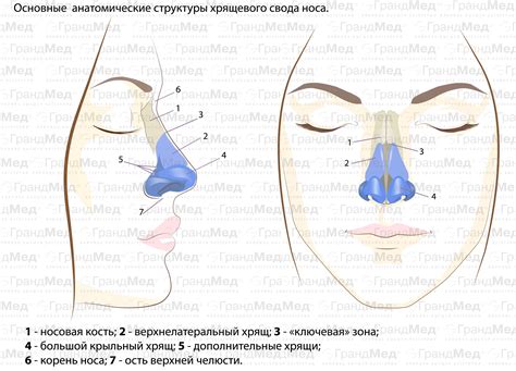 Структура костной части спинки носа