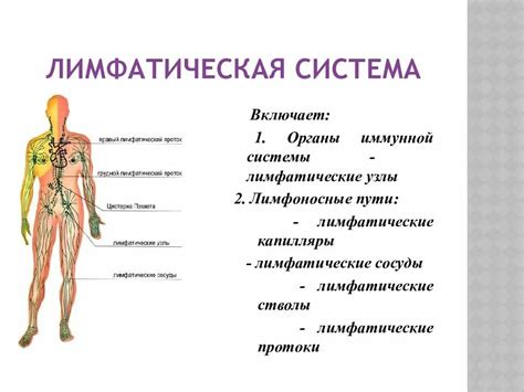 Структура лимфатической системы человека