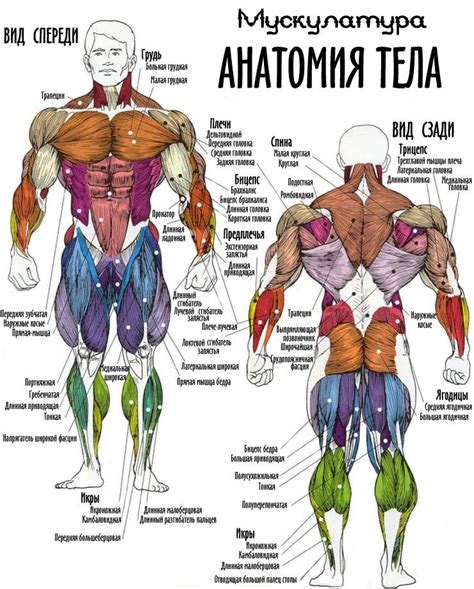 Структура медиальной группы мышц