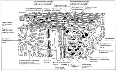 Структура паренхимы печени