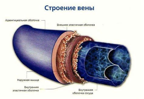 Структура периферической вены и ее роль в организме