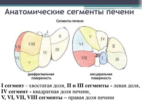 Структура печени: влияние неоднородности на УЗИ