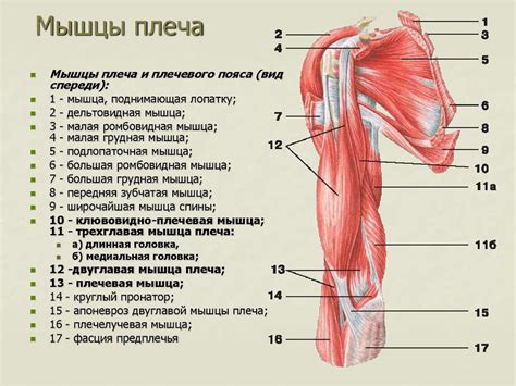 Структура правого плеча