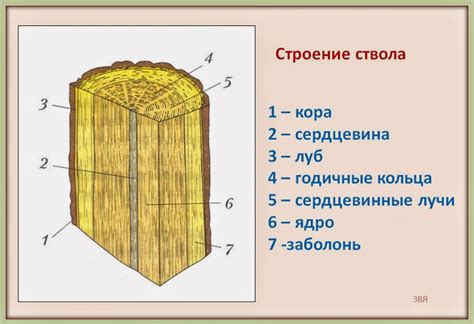 Структура развилки ствола