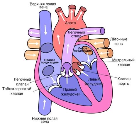 Структура сердца и его основные функции