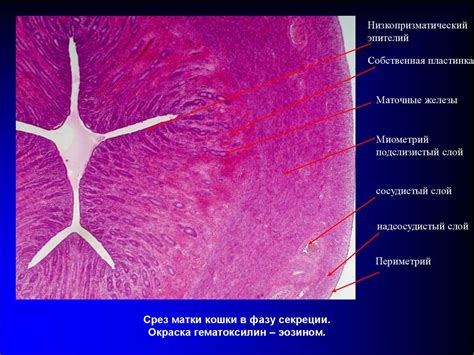 Структура эпителия цервикального канала пласты