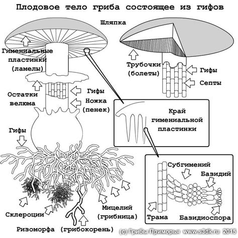 Структура ядерного гриба и его компоненты