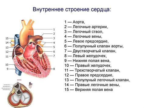 Структурные изменения сердца