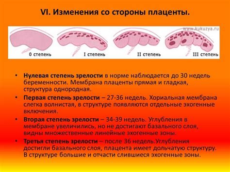 Структурные особенности плаценты 1 степени зрелости